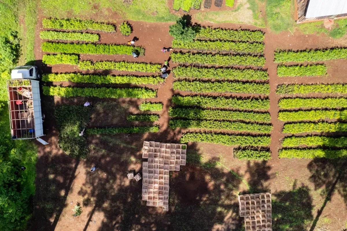 060426_GV_Waarom natuurprojecten het van technologische CO2-projecten winnen_visual 6