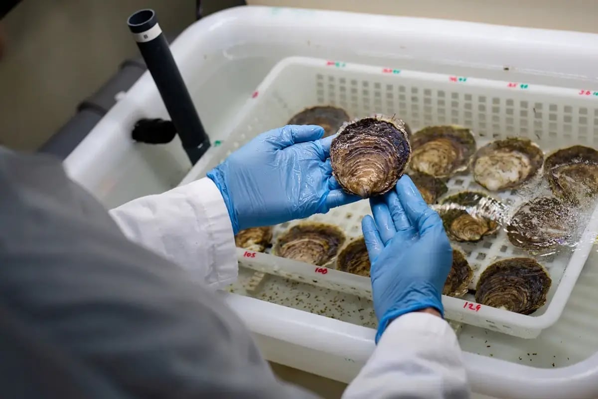 170326_GV_Orsted_visual 6