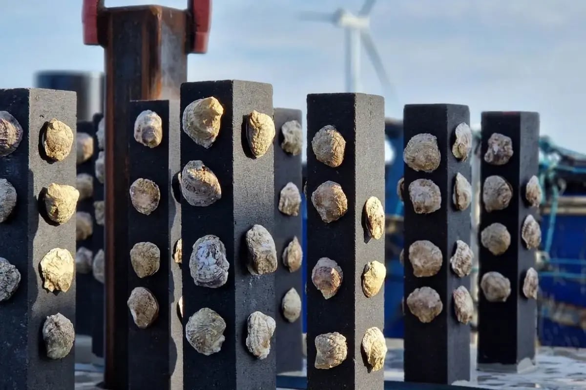 170326_GV_Orsted_visual 7